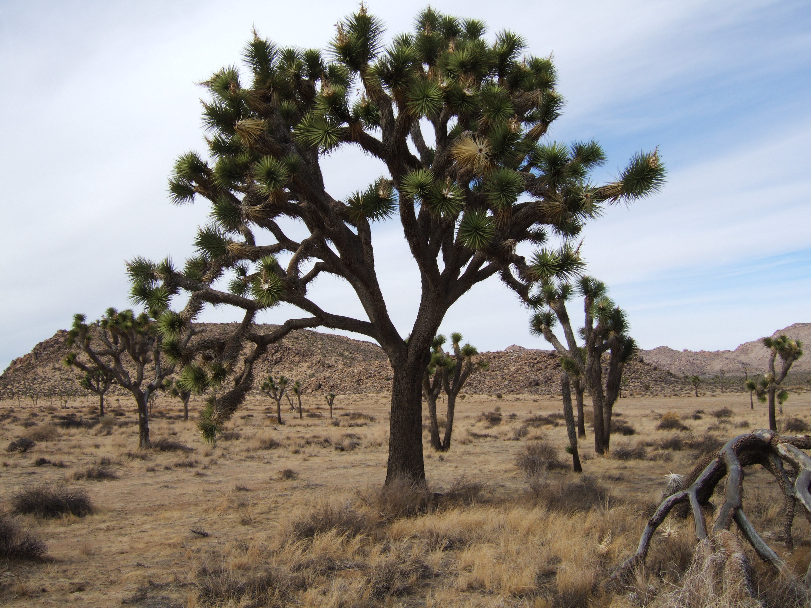 Joshua Tree NP
